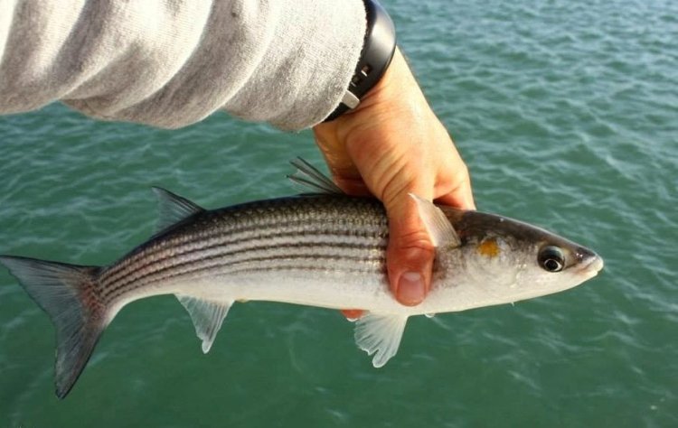 Ловля кефали с берега: на Черном море, Одесса 🎣